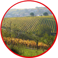 Regionale Netzstärke & technische Stabilität